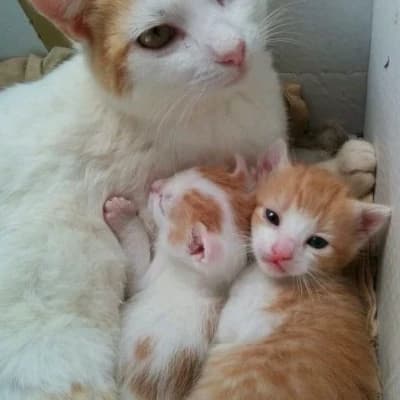Mama meow thumbnail