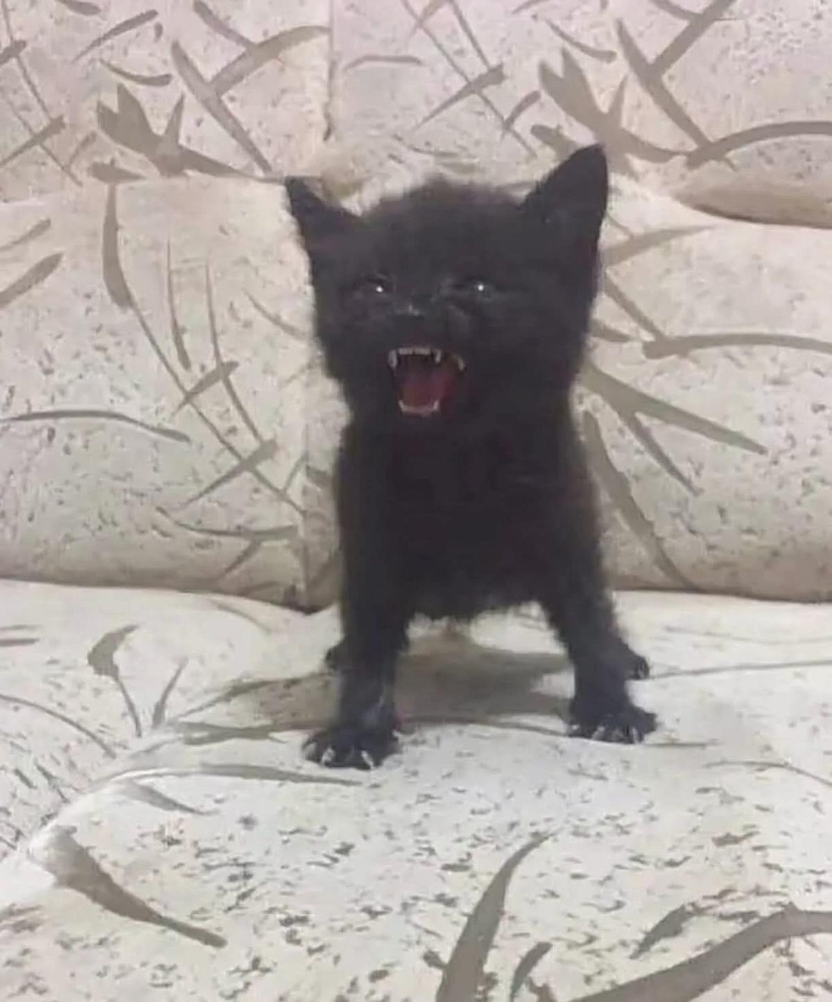 Dante, the friendly cat thumbnail