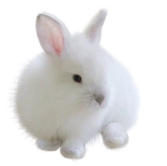 🐰Bunny🐰 thumbnail