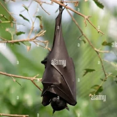 Fruit bat -Orion thumbnail