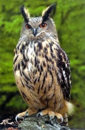 - Triski, Your pet Owl - thumbnail