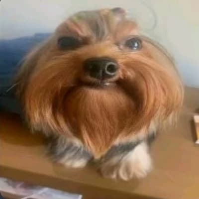 Adolfinho bolsonaro thumbnail
