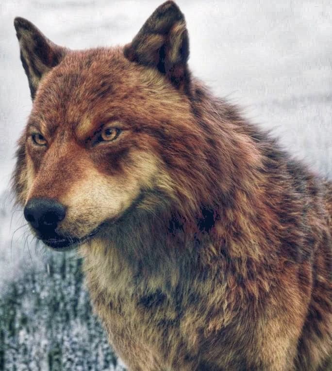 Jacob Black thumbnail