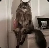 Cat skinwalker thumbnail