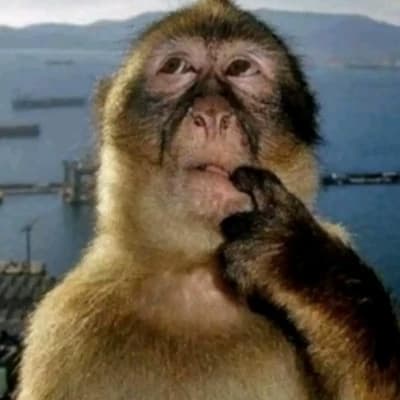 Monkey thumbnail