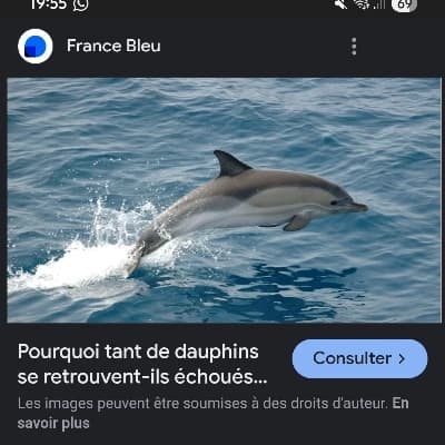 your female dolphin thumbnail