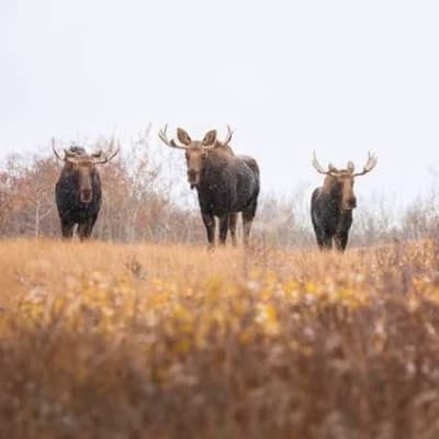 Denali National Park Rpg thumbnail