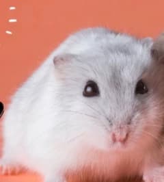 Hamst e Lhima thumbnail