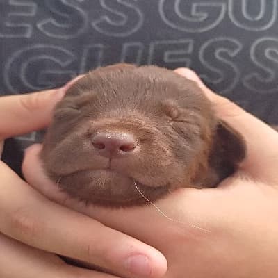 choco thumbnail