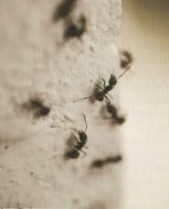 ants thumbnail
