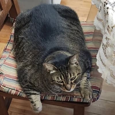 Fat Cat thumbnail