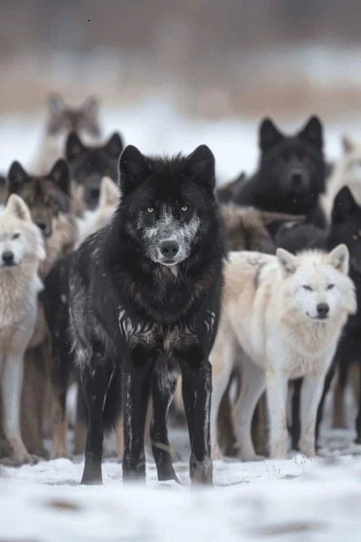 Pack of wolves thumbnail