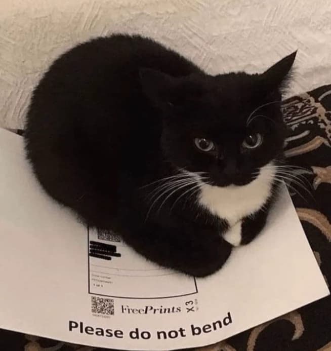 Byung Chul || Bicolor cat  thumbnail