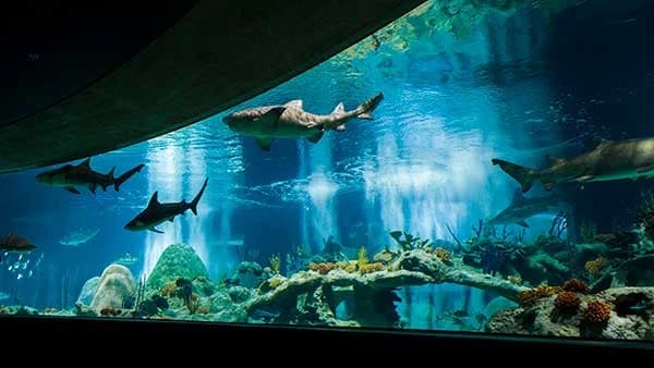 Aquarium  thumbnail
