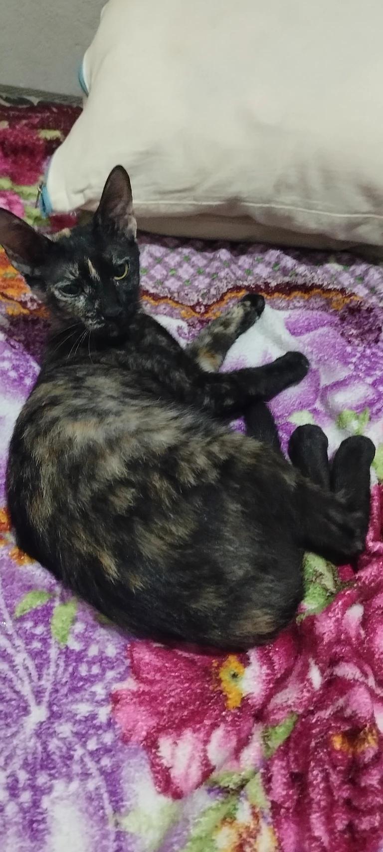Coxinha cat thumbnail
