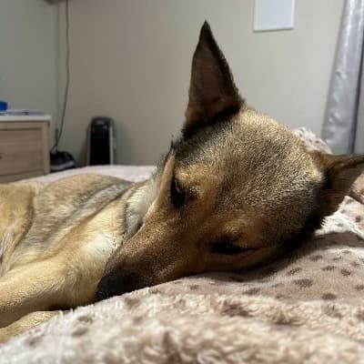 Maggie thumbnail