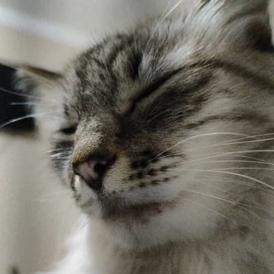 kitten thumbnail