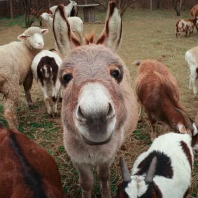 Animal sanctuary thumbnail