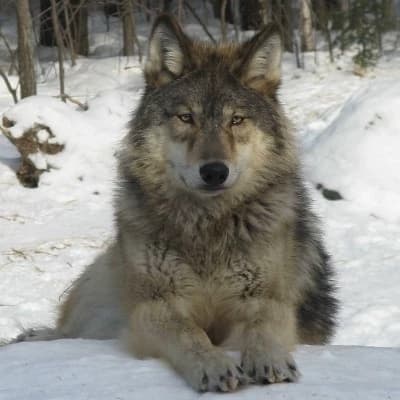 Wolf/A thumbnail