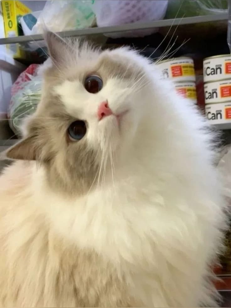 A cat??? thumbnail