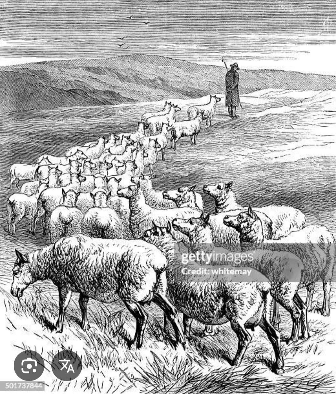 Your sheep thumbnail