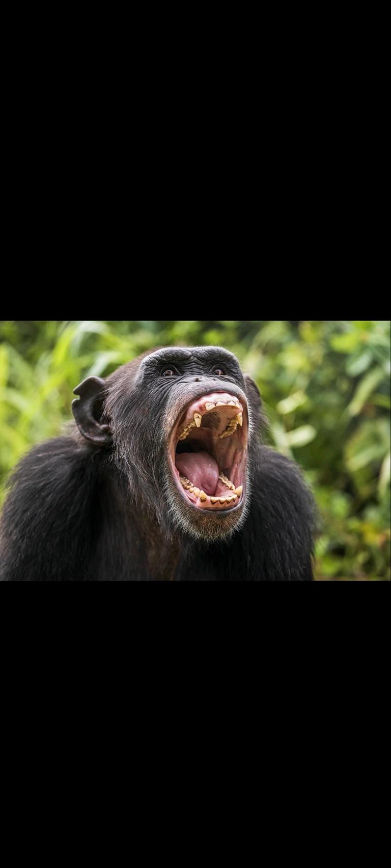 Male chimpanzee thumbnail