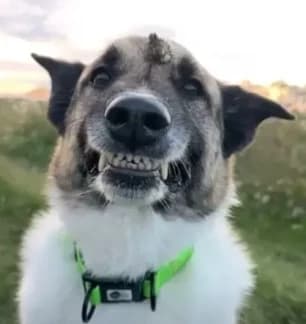 Malysh (mongrel) thumbnail