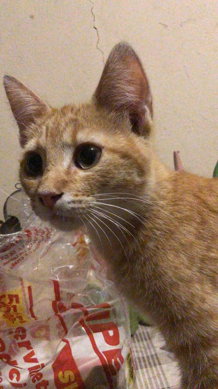 Gatito Piu Piu thumbnail
