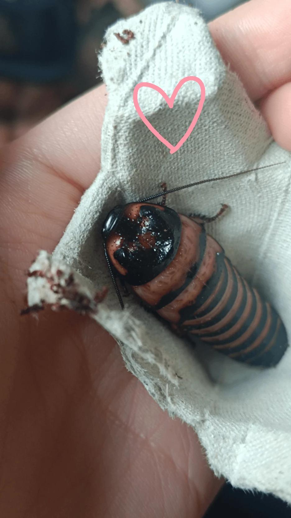 (🪳You and a Cockroach🪳) thumbnail