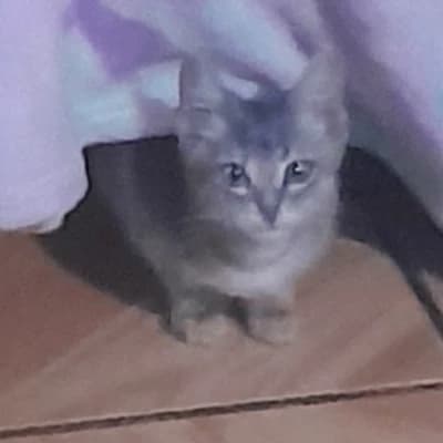 Tulus- kitten. thumbnail