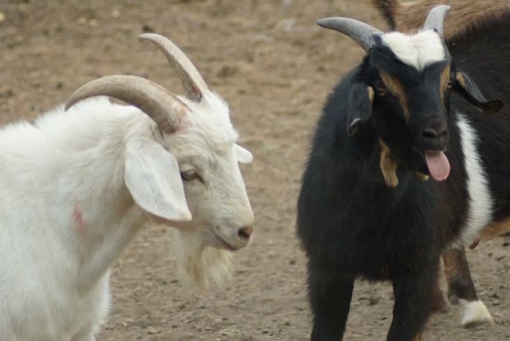 Your pet goats! thumbnail