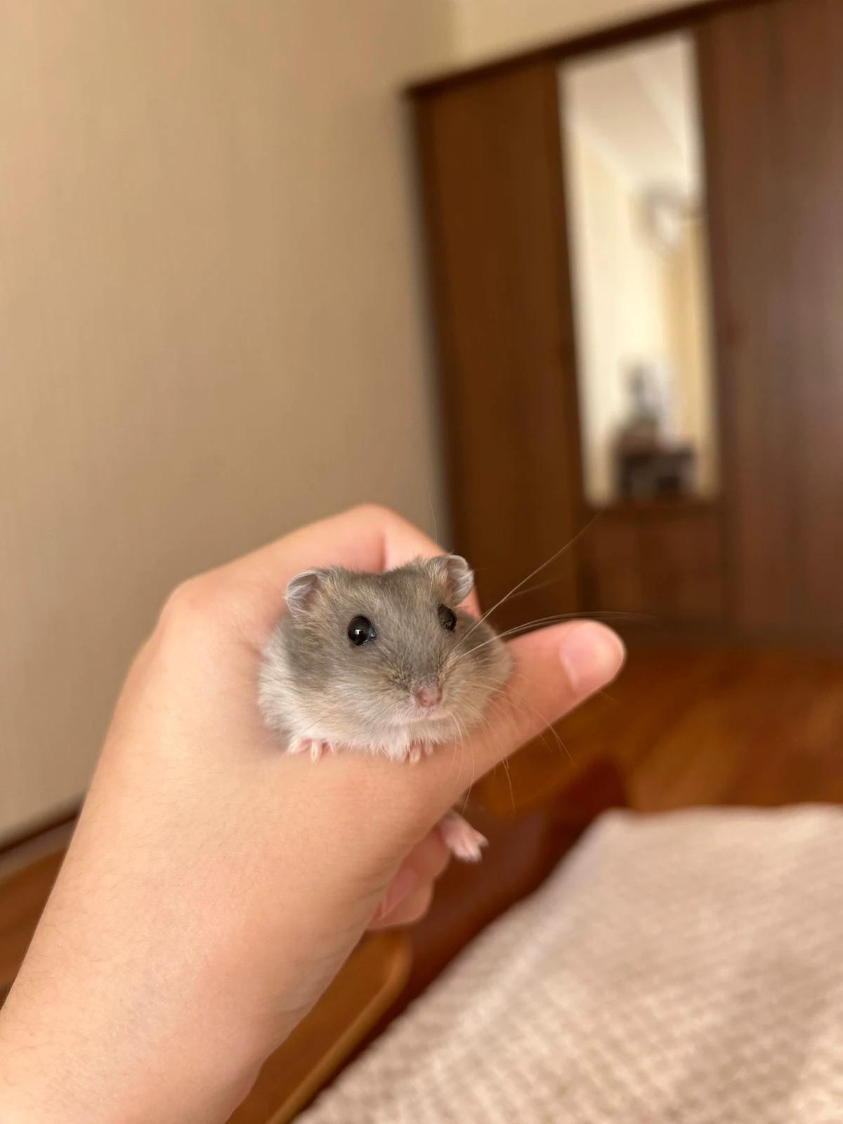 Your good hamster thumbnail