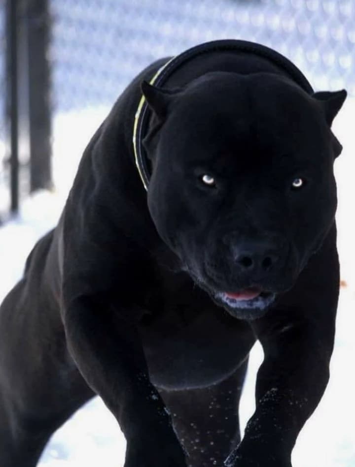 Pitbull dog thumbnail