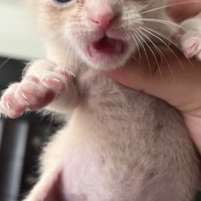 cat and fat cat thumbnail