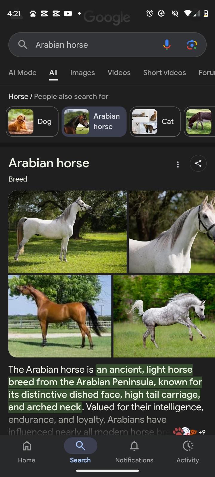 Horses thumbnail