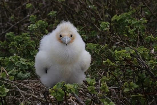 Red Footed Booby thumbnail