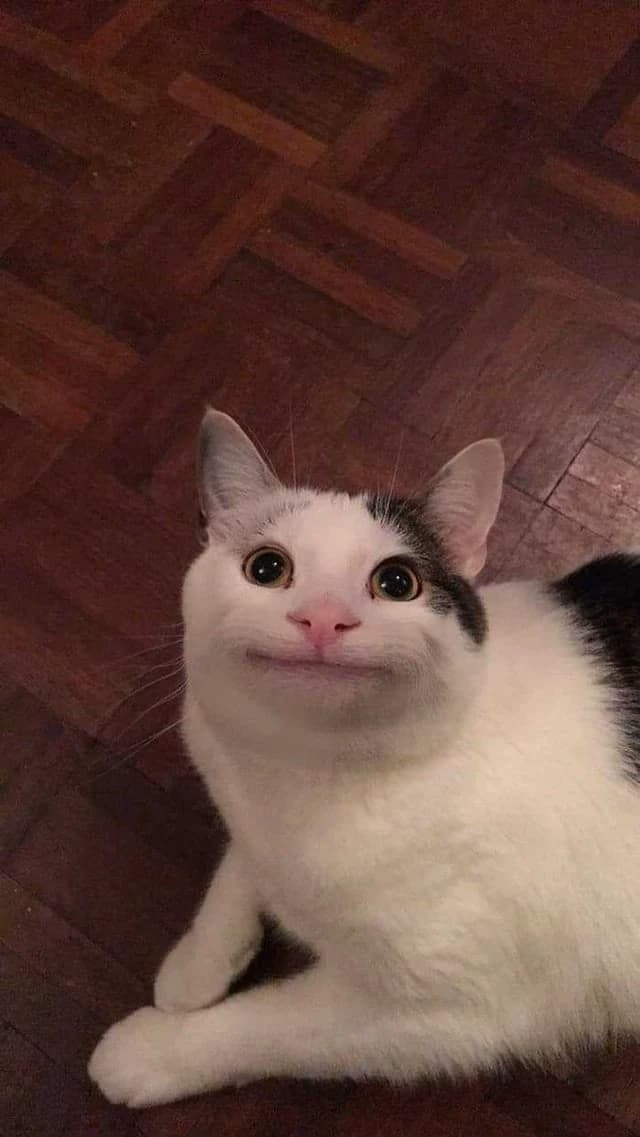 A cute little cat thumbnail