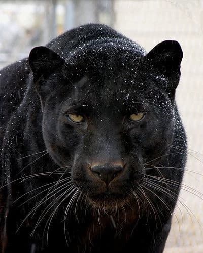 Mokongo (Jaguar) thumbnail