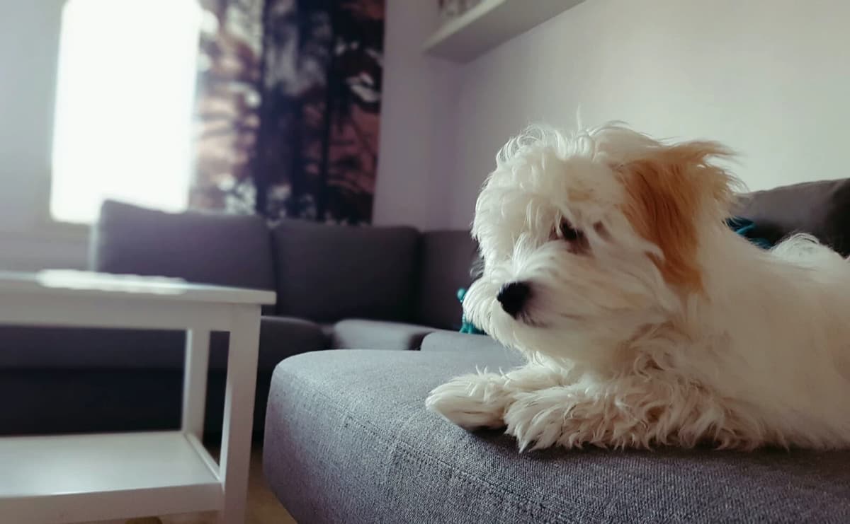 Cute dog James fluff thumbnail