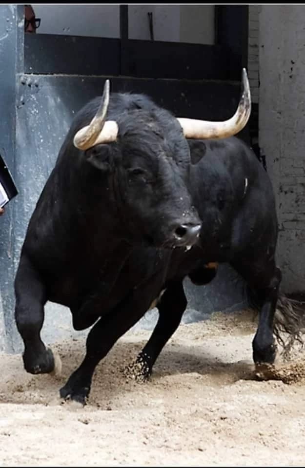 Lucifer/ toro thumbnail