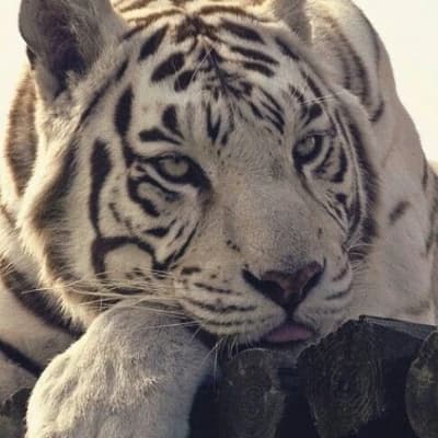 White Tiger thumbnail