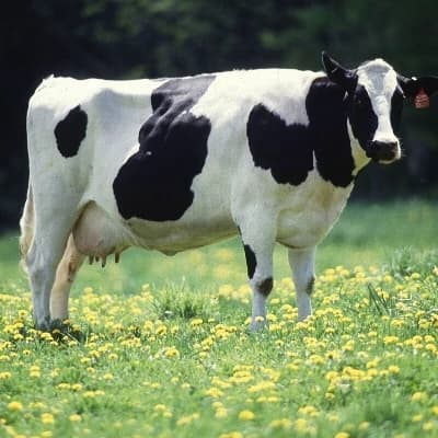 Cow thumbnail