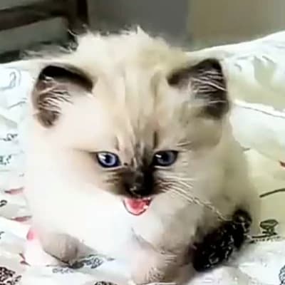 Marshmallow thumbnail