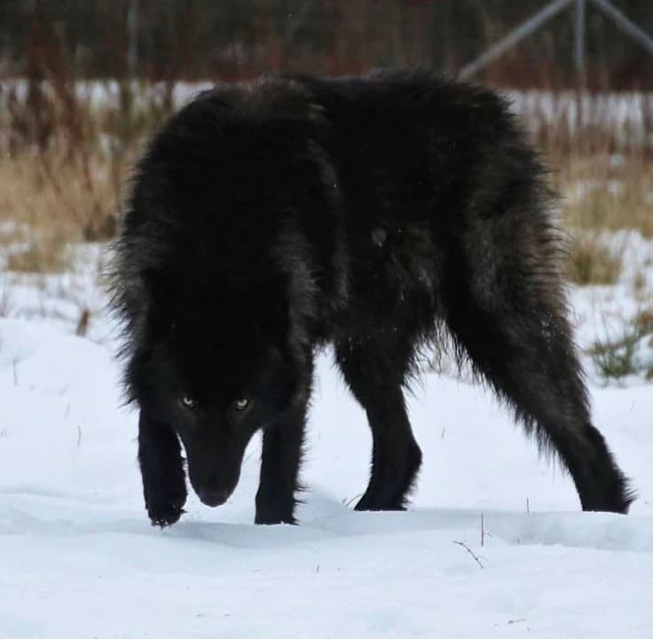 wolf thumbnail