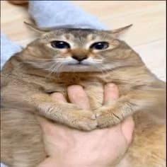 Tole Tole Cat thumbnail