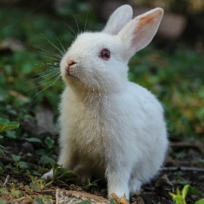 Aurora, the rabbit thumbnail