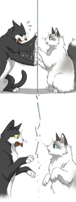 Moshi and Sesame and Black two selections thumbnail