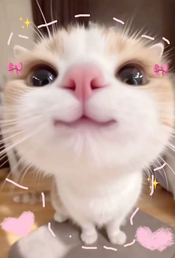 The kitty cat thumbnail