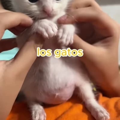 Whiskers 'The Immortal' thumbnail