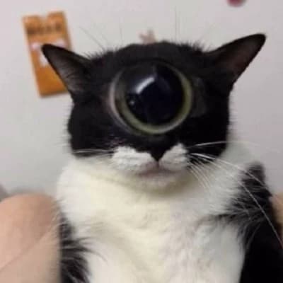 Your cat is going to die in a week (your cat's name is Pepe XD) thumbnail